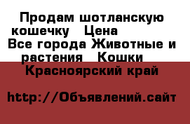 Продам шотланскую кошечку › Цена ­ 10 000 - Все города Животные и растения » Кошки   . Красноярский край